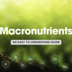 Understanding Macronutrients: How Carbs, Protein, Fats and more Impact Your Sixpack